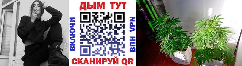 kraken ссылки  Строитель  Каннабис семена  купить закладку 
